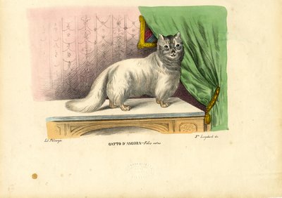 Angora Cat, 1863-79 by Raimundo Petraroja